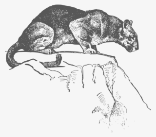 This Png File Is About Cougar - Puma #8695721
