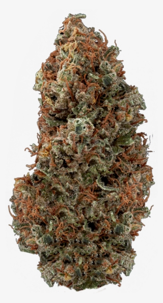 Seeds Dry Bud - Oregon Pine #8695794