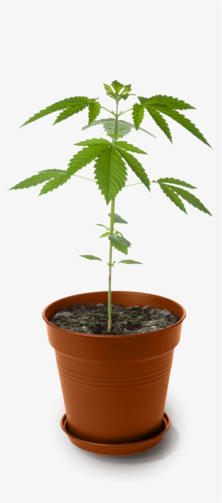 Trasplante De Maceta Marihuana #8695906