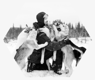 Contact Team Qrill Pet - Greenland Dog #8696660