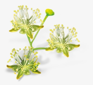 Linden Flowers #8698853