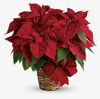 Salisbury, Md Florist & Flower Delivery - Christmas Flowers #8698969