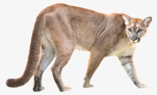Puma / Mountain Lion / Puma - Puma Animal White Background #8699045