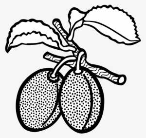 Line Art Plum Drawing Computer Icons Fruit - Plum Drawing #870110