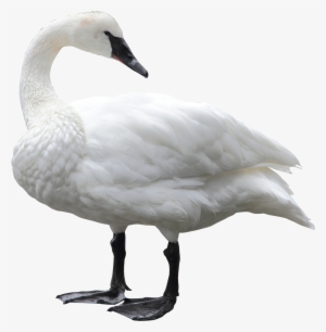 Download Swan Png Transparent Images Transparent Backgrounds - Swan Png #870375