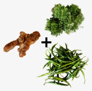 Coriander Leaves Green Chili Ginger Combo Fsale Order - Chili Pepper #870749