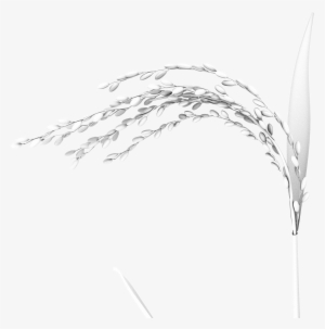 131 Oryza 02 Lit - Sketch #871257