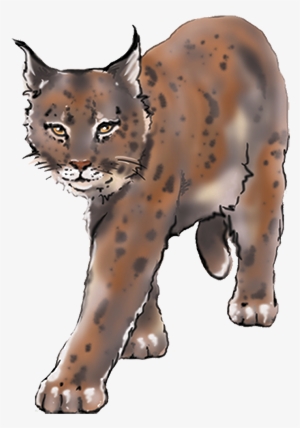 Lynx - Jaguar #872947