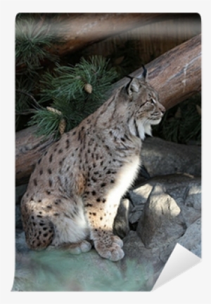 Eurasian Lynx #873240
