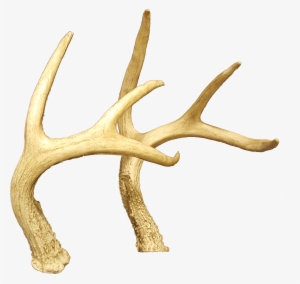 Horns,deer Antler #873605