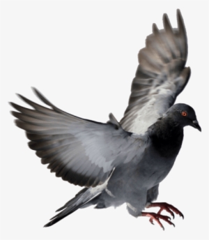 Bird Spikes Installation Service - Typical Pigeons #874729