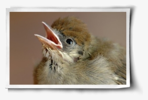 A Second Chance Post Image - Phoenix #874934