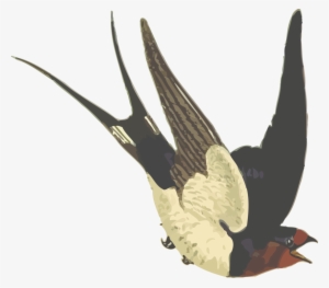 Barn Swallow Bird Drawing Scissor-tailed Flycatcher - Dawda Jobarteh Transitional Times #875462