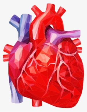 Congenitial Heart Failure - Human Heart Magazine #876033