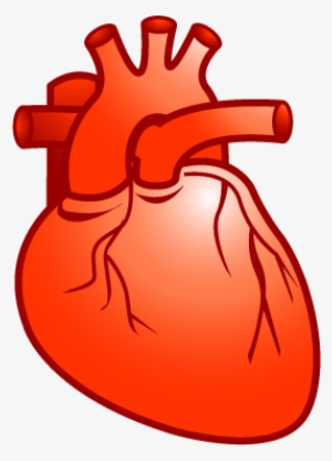 Human Heart Png Real - Gannuman