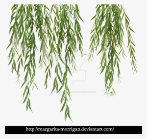 Branches By Margarita Morrigan - Willow Tree Leaves Png #879182