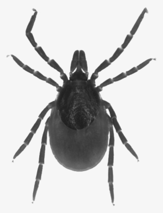 Online Programme - Tarantula #8700321