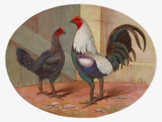 Rooster #8701065