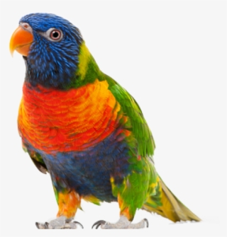 Parrot Png Free Download - Parrot Bird Transparent Background #8705132