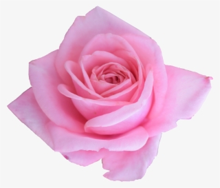 Free Download - Png Roses #8705400