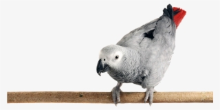 Photo Of An African Grey Parrot Perched On A Limb - African Grey Png Transparent #8705563