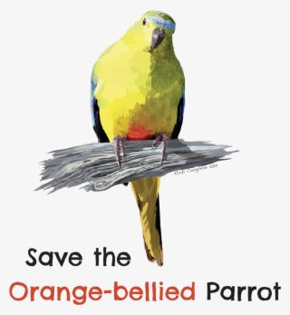 Graphic Black And White Stock Save The Bellied How - Macaw #8705684