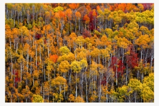 The Lollipop Trees, Park City, Utah - Chrysanths #8705787