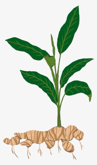 Tuber T - Ginger Plant Png #8707260