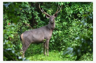 Kerala Wildlife With Houseboats 4n/5d - Elk #8707693