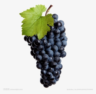Black Grapes Transparent Image - Пнг Виноградная Лоза #8708938