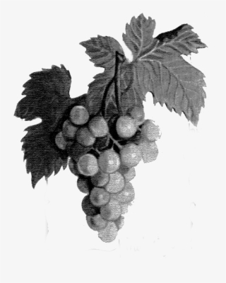 Local Support - Seedless Fruit #8709443