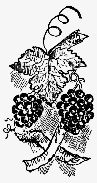 Digital Grapes Download - Illustration #8709662