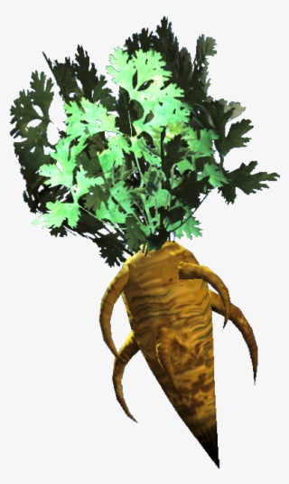 Fresh Carrot - Homarus #8709666