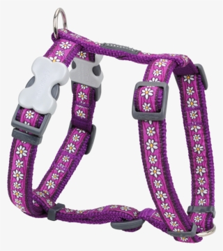 Orange Harness #8709870