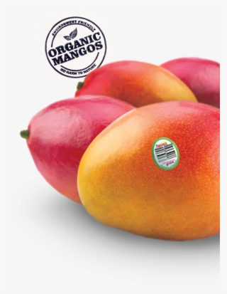Up Close With Freska's Organic Mangos - Nectarines #8710313