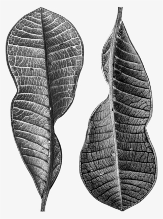 Dry Leaves 3042319 - Earrings #8710343