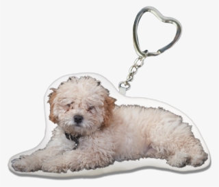 Poodle Key-chain - Glen Of Imaal Terrier #8710457