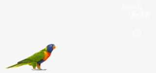 Lorikeet #8710532
