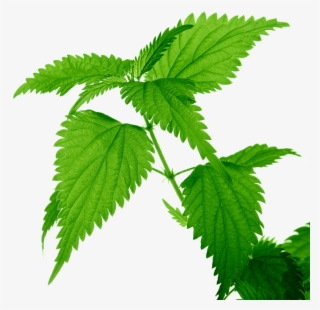 Nettle Leaf - Nettle Png #8710703