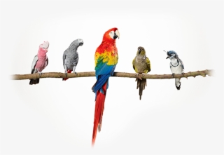 Glasurit Ratio Scan 12/6 #8710885