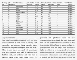 Morphological Traits Of Sweet Corn In Spring Season - Zest Xt Rt 90ps #8711140