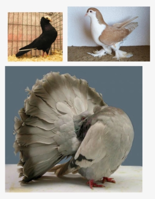 Fancy Pegions In Kerala - Fantail Pigeon #8711894