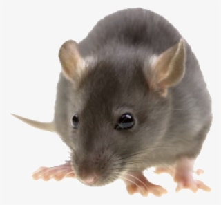 Rat Mouse Png Free Download - Pest Control #8712064