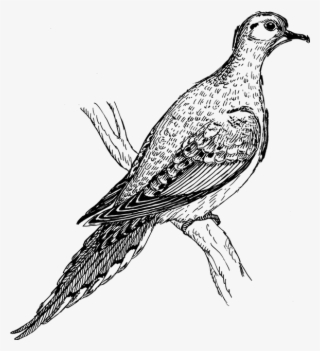 Pegion Animal 1296597 - Mourning Dove Clipart Black And White #8712594