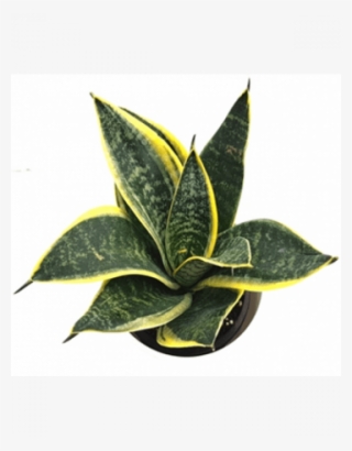 Sansevieria Trifasciata Dwarf Plant - Macro Photography #8715818