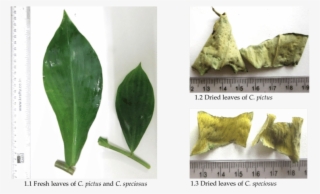 Macroscopy Of Costus Speciosus And C - Datura Inoxia #8718201