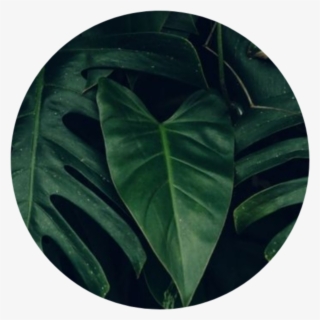Greenaesthetic Green Greenaesthetics Aesthetic Tumblr - Aesthetic Leaves Background #8718382