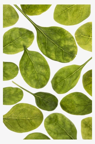 Leaves - Tulip Poplar #8718421