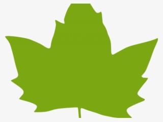 Foliage Clipart Paan - Clipart Green Maple Leaf #8718454