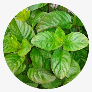 Herb And Flower Pots - Plantas Que Trazem Sorte E Dinheiro #8718812